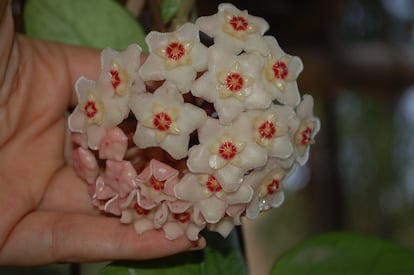 'Hoya carnosa', una especie muy florífera y fácil de mantener.