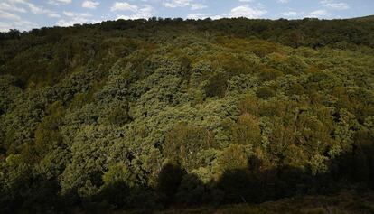 Foto estival del hayedo de 125 hectáreas ubicado en el término municipal de Montejo de la Sierra en el que viven 120.500 árboles, de los que 38.500 son hayas.