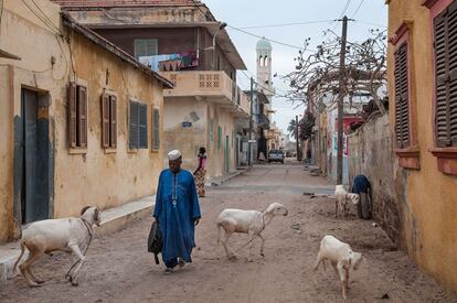 Guet Ndar es conocido popularmente como el barrio más hacinado de todo el continente africano. Animales y personas conviven en un reducido espacio y con escasas medidas de higiene.