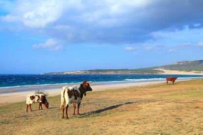 Vacas en la playa de Bolonia (Cádiz).