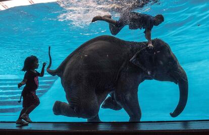 Un niña observa como Saen Dao, un elefante de 8 años de edad y su mahout (adiestrador) realizan un espectáculo bajo el agua, en el zoológico de Khao Kheow, al sur de Bangkok (Tailandia).