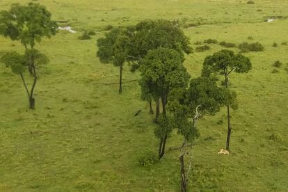 Vista de la sabana del Masai Mara con una leona bajo la acacia de la derecha.