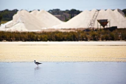 Es Trenc es un área natural integrada en la Red Natura 2000 y convertida en hervidero de vida alada. En invierno prima el colorido de tarros blancos y ánades reales entre bandadas de cormoranes.