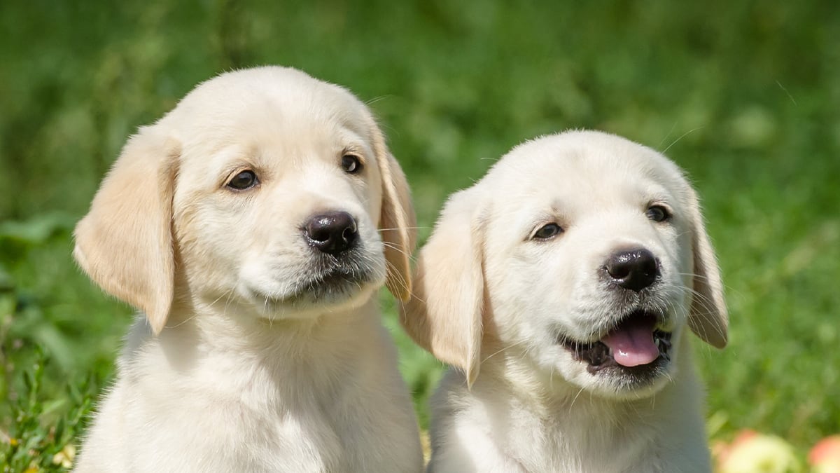 Comida, camas o juguetes para cachorros con descuento en Zooplus