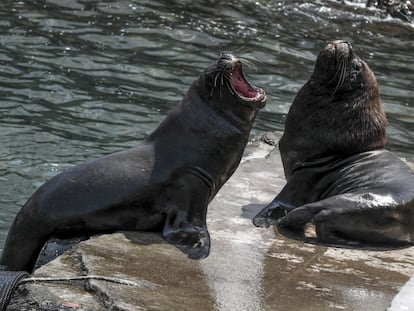 Dos lobos marinos contagiados con gripe aviar, el 29 de febrero de 2023.