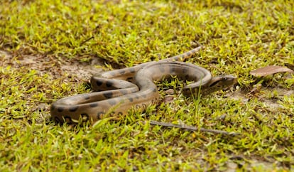 Anaconda bebé. En  kichwa Amaru significa serpiente de gran tamaño. Se cuenta que en las escamas de Amaru está escrito todo lo que compone la vida, por lo cual es una deidad de vitalidad y sabiduría. 