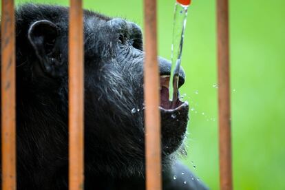 En el refugio, los primates disponen de todo tipo de comida, pero al igual que lo humanos -con quienes comparten el 99,4 % del ADN- tienen sus preferencias: pastel de pollo, refrescos y yogur de zanahoria, naranja y miel.