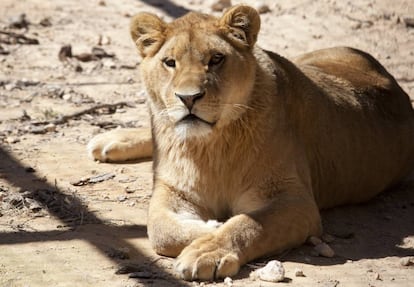 La leona 'Nala', en el recinto que la ONG AAP Primadomus gestiona en Alicante.