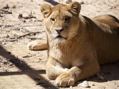 La leona 'Nala', en el recinto que la ONG AAP Primadomus gestiona en Alicante.