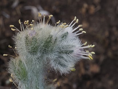 En todo el planeta se conocen menos de un centenar de ejemplares de esta curiosísima planta, 'Solenanthus revechonii', y todos ellos están en la sierra de Cazorla, en Jaén. Para evitar su extinción, este endemismo es protegido de herbívoros con un sistema de vallados.