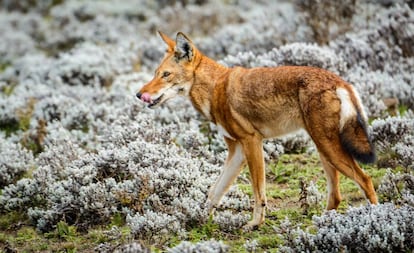 Un lobo etíope en el parque nacional de las Montañas de Bale.