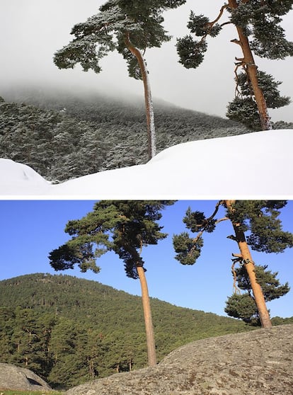 Pinos silvestres en la vertiente segoviana. Arriba, imagen tomada en febrero de 2014, abajo, la misma imagen en Octubre de 2013.