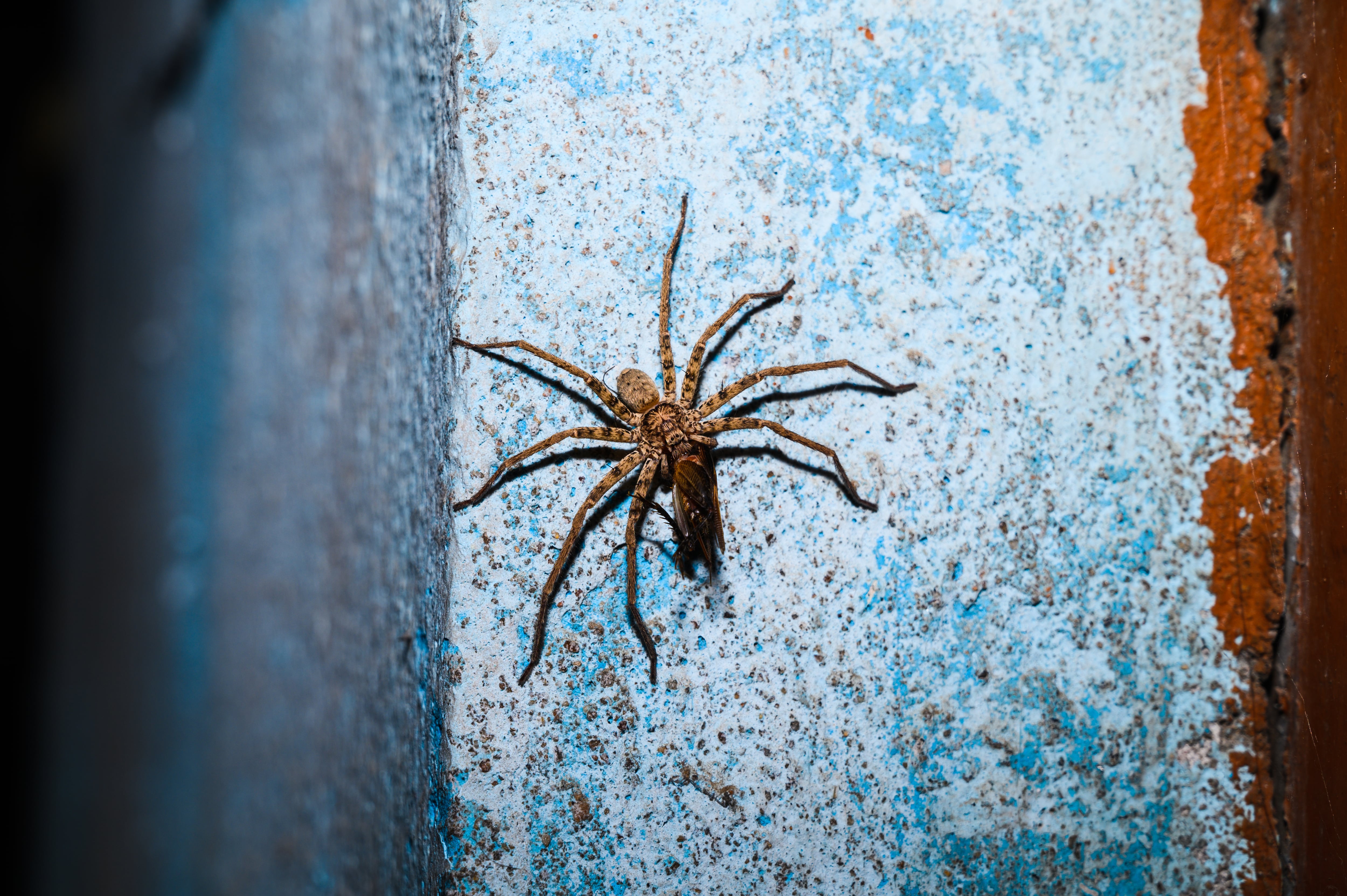 La araña cazadora (Heteropoda venatoria) es una especie de araña de la familia Sparassidae.