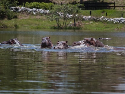De los cuatro hipopótamos que tenía Pablo Escobar se ha pasado a unos 80. De seguir a este ritmo, serán unos 800 dentro de 20 años y alrededor de 7.000 en 2060.