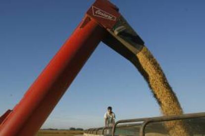 Un productor agropecuario controla la carga de semillas de soja en la localidad de Olivera, a unos 100 kilómetros de Buenos Aires. EFE/Archivo