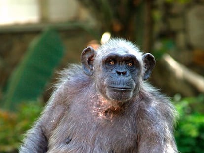 La Vieja, el chimpancé más longevo de Europa