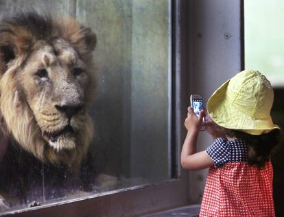 Una niña fotografía a un león en el zoo de Frankfurt (Alemania).