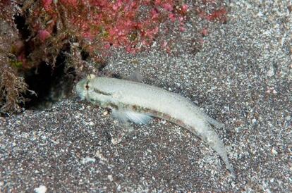 El calentamiento de los océanos obliga a ciertos peces a migrar.