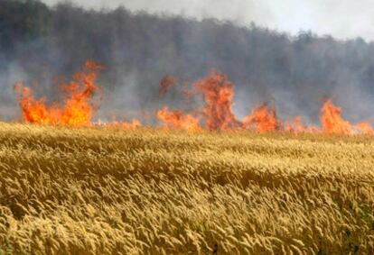 Fotografía del pasado 31 de julio en el que se ve un campo de trigo, en la localidad de Voronezh (500 kilómetros al sur de Moscú)  afectado por un incendio.