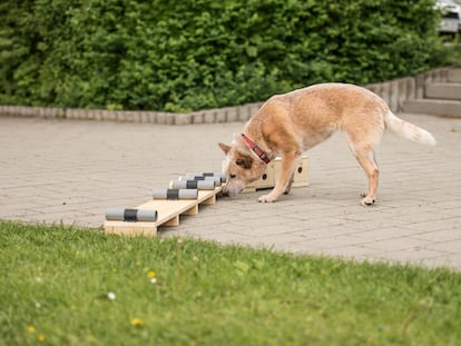 Los perros de compañía suelen tener menos oportunidades de explorar su entorno, lo que puede comprometer su bienestar.