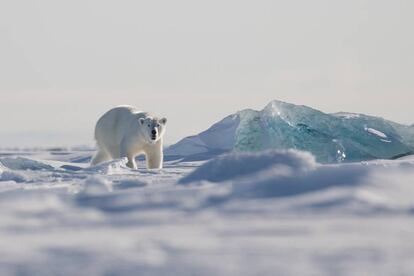 El oso polar alcanza los dos metros y medio de altura y puede pesar hasta 680 kilos.