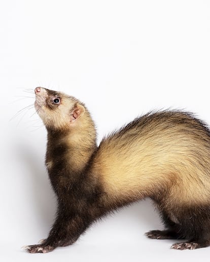 Hurón ('Mustela putorius furo').