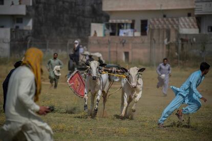 Un grupo de espectadores corre para protegerse después de que un participante en una carrera tradicional de toros perdiese el control y se escapasen las reses, en Islamabad, Pakistán.