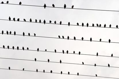 Un grupo de pájaros permanece sobre unos cables eléctricos cerca de Radeberg (Alemania).