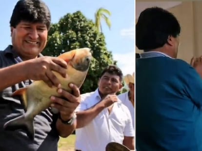 El expresidente de Bolivia Evo Morales, sostiene un pescado y mira un partido de fútbol, en imagenes de sus redes sociales.