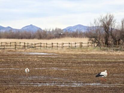 Los Aiguamolls de l’Empordà sufren la peor sequía del siglo