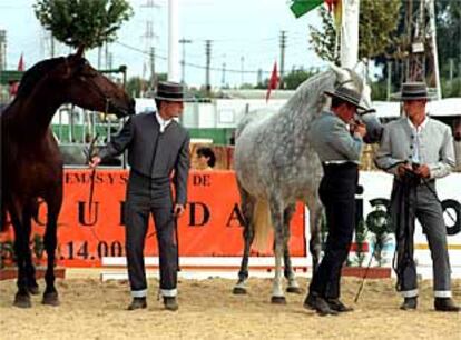 Dos caballos que participaron ayer en el concurso morfológico de la Feria de San Miguel.