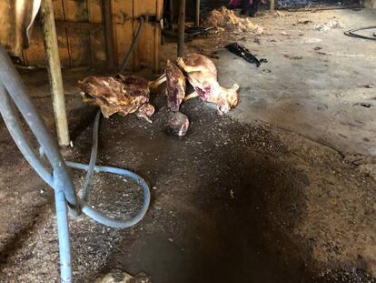 Varios cadveres de perros, este jueves en el matedero de Taepyeong-dong, en la ciudad de Seongman (Corea del Sur).