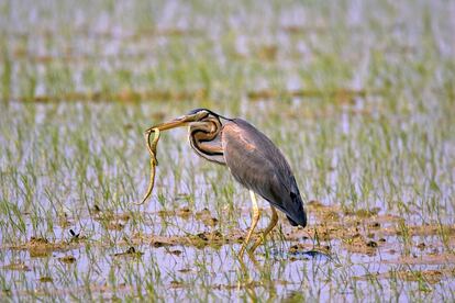 Una garza imperial captura una culebra en el Delta del Ebro, durante el festival.