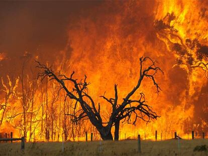 Incendio en el bosque Bunyip State, en el pueblo de Tonimbuk (Victoria), el sábado.
