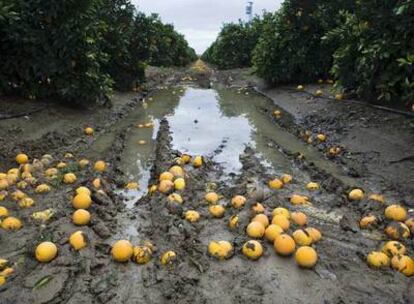 Un naranjal de Cantillana, con la fruta por el suelo.