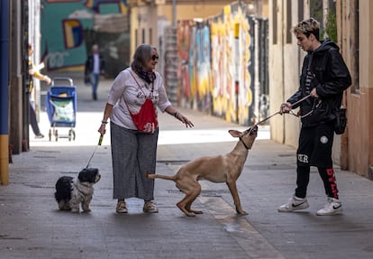 Perros en Valencia, el pasado marzo.