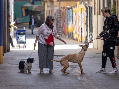 Perros en Valencia, el pasado marzo.