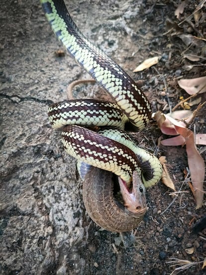 Una serpiente real de California atrapa a un lagarto gigante de Gran Canaria.