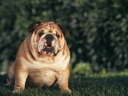 Mi perro no es gracioso, está gordo