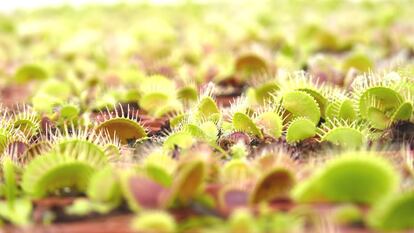Semilleros de Dionaea mostrando sus trampas.