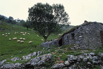 Una de las majadas en las laderas del monte Txindoki donde los pastores mantienen sus ovejas <b><i>latxas</b></i> hasta las primeras nieves.