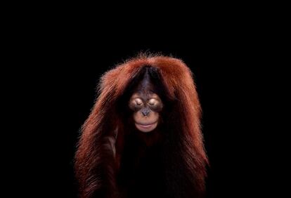 En su libro 'Wild Life', Wilson incluye una sorprendente selección de retratos de diversas especies. En la imagen, retrato de un orangután.