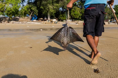Un pescador lleva rayas capturadas en una zona de aguas marinas supuestamente contaminadas por una mina de níquel en el pueblo de Mandiodo, el pasado octubre.