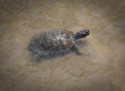 Galápago de Florida en la presa nº 9. Se caracteriza por la presencia de una mancha prominente a cada lado de la cabeza, cuyo colorido y diseño difiere según las subespecies. La evolución de su población en los últimos 20 años es expansiva y creciente y se introdujo en España, procedente de EE UU.