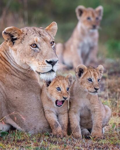 Este pequeño león del Masai Mara, en Kenia, parece haberse quedado boquiabierto por algo que se escapa de la imagen. Su madre y sus hermanos también le están prestando atención. Es una de las imágenes preseleccionadas por el concurso Comedy Wildlife, que aún está abierto a recibir candidaturas de fotógrafos de naturaleza de todo el mundo.