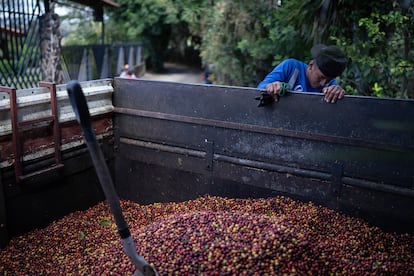 A coffee picker prepares to unload beans from a truck.