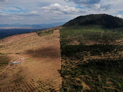 Una zona deforestada para el cultivo de aguacates en la localidad de Zacapu (Estado de Michoacán), en enero de 2022.