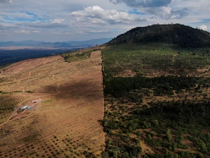 Una ladera deforestada para la siembra de árboles aguacateros, en Michoacán (México), en enero de 2022. Este problema es uno de los denunciados ante la Comisión.