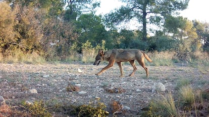 Iberian Italian Wolf Spain