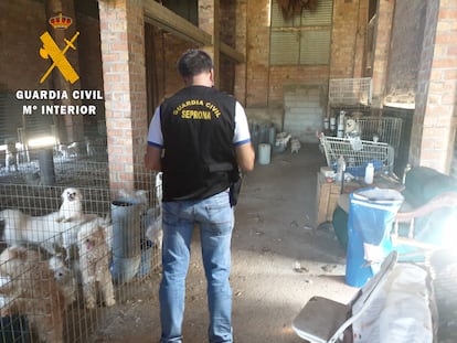 Un agente de la Guardia Civil, durante la investigación en el criadero clandestino de perros en Vegas del Genil (Granada).